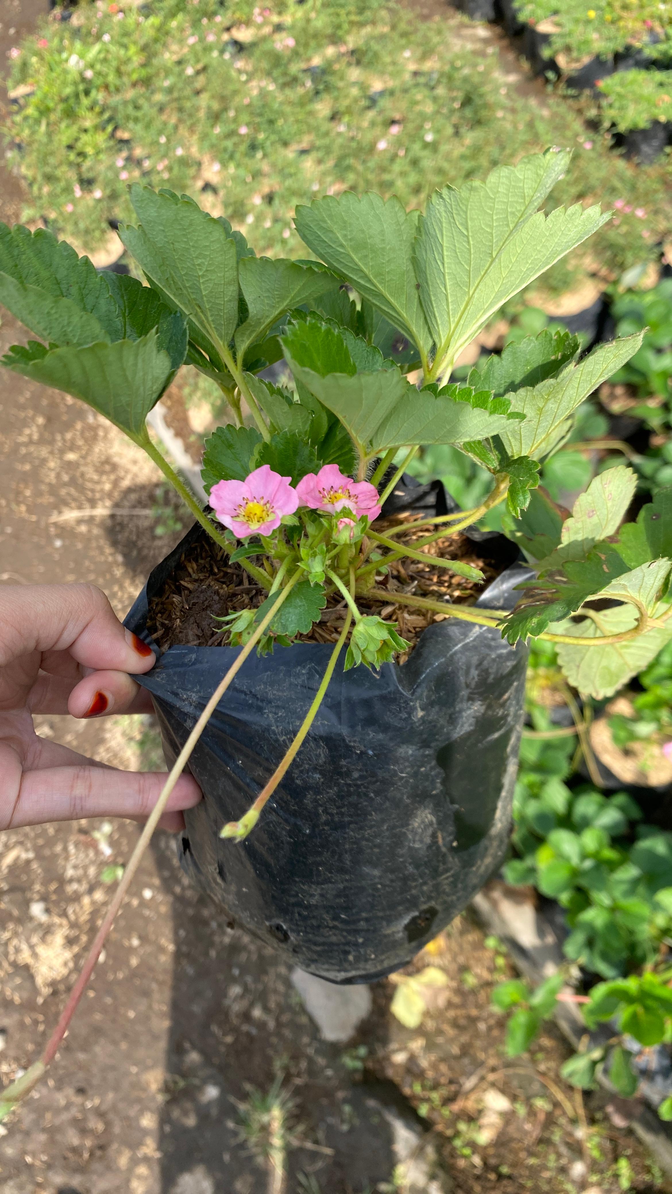 Strawberry California Siap Panen - Bandar Florist