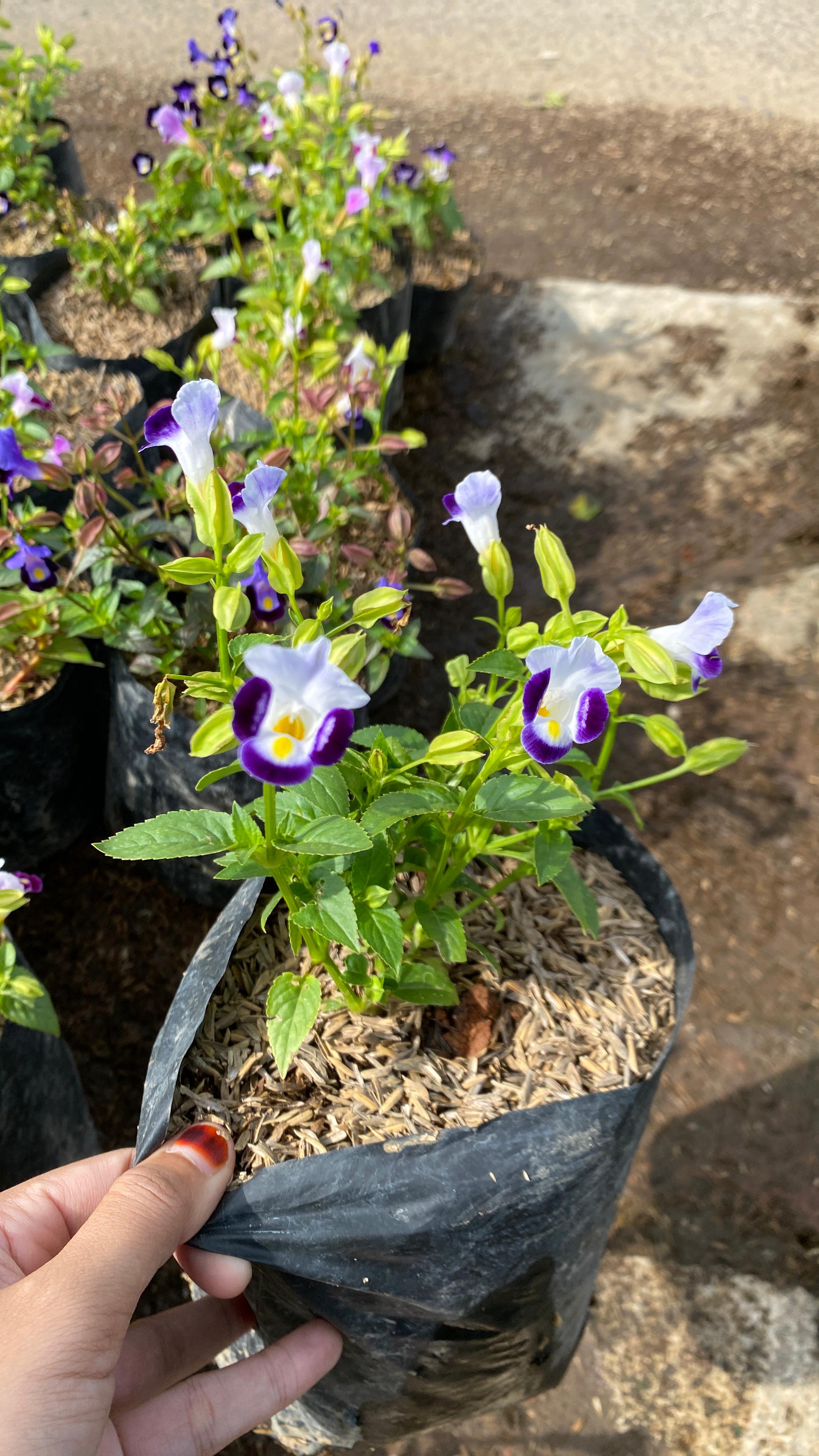 Bunga Torenia Warna-warni - Bandar Florist