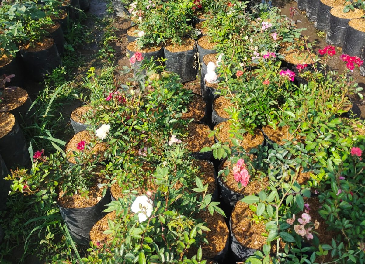 Tanaman Hias Indoor - Bandar Florist