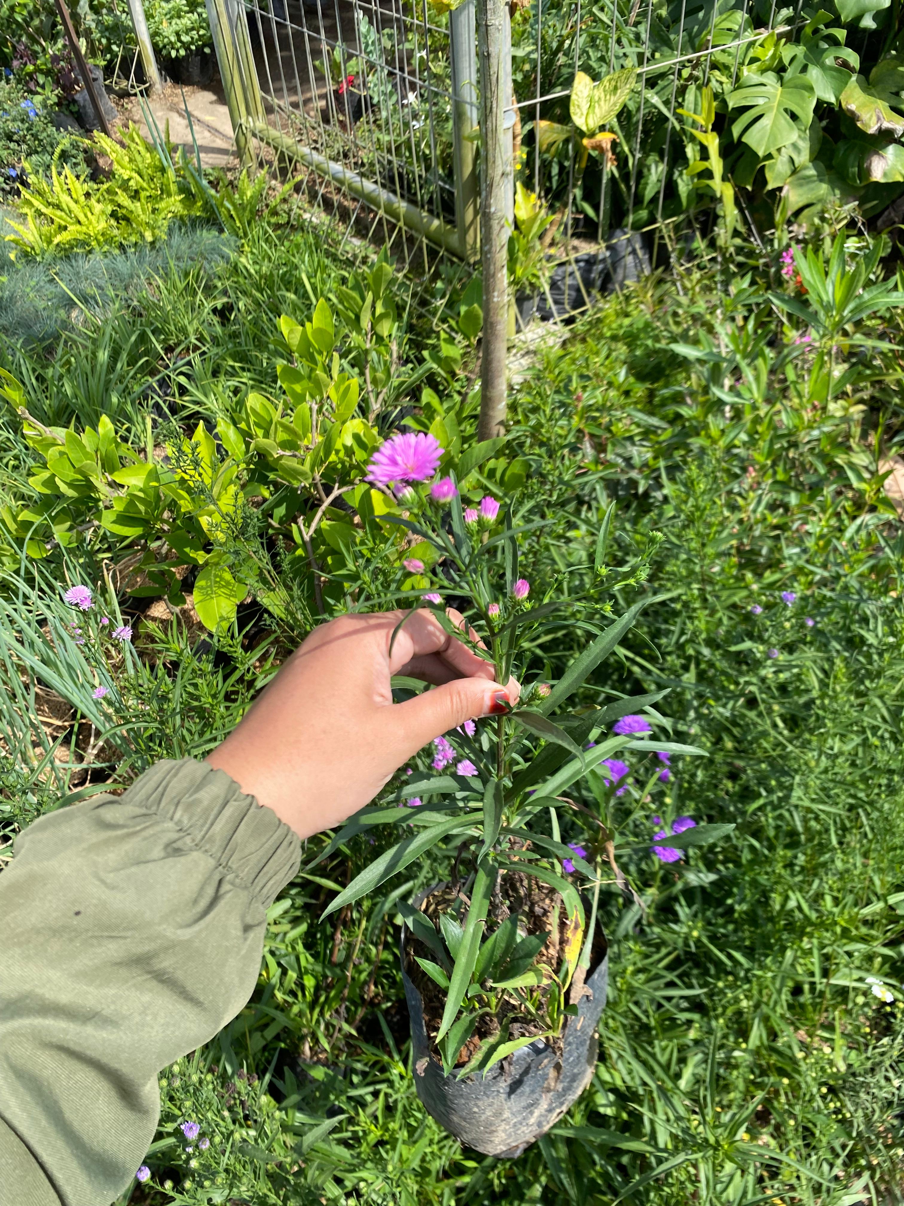 Bunga Pikok (Peacock Flower) Ungu - Bandar Florist